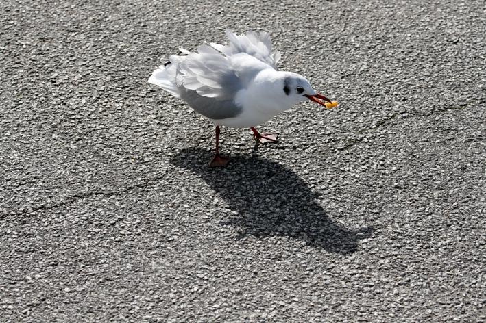 Die Moeve 7.jpg - Die Beute im Blick